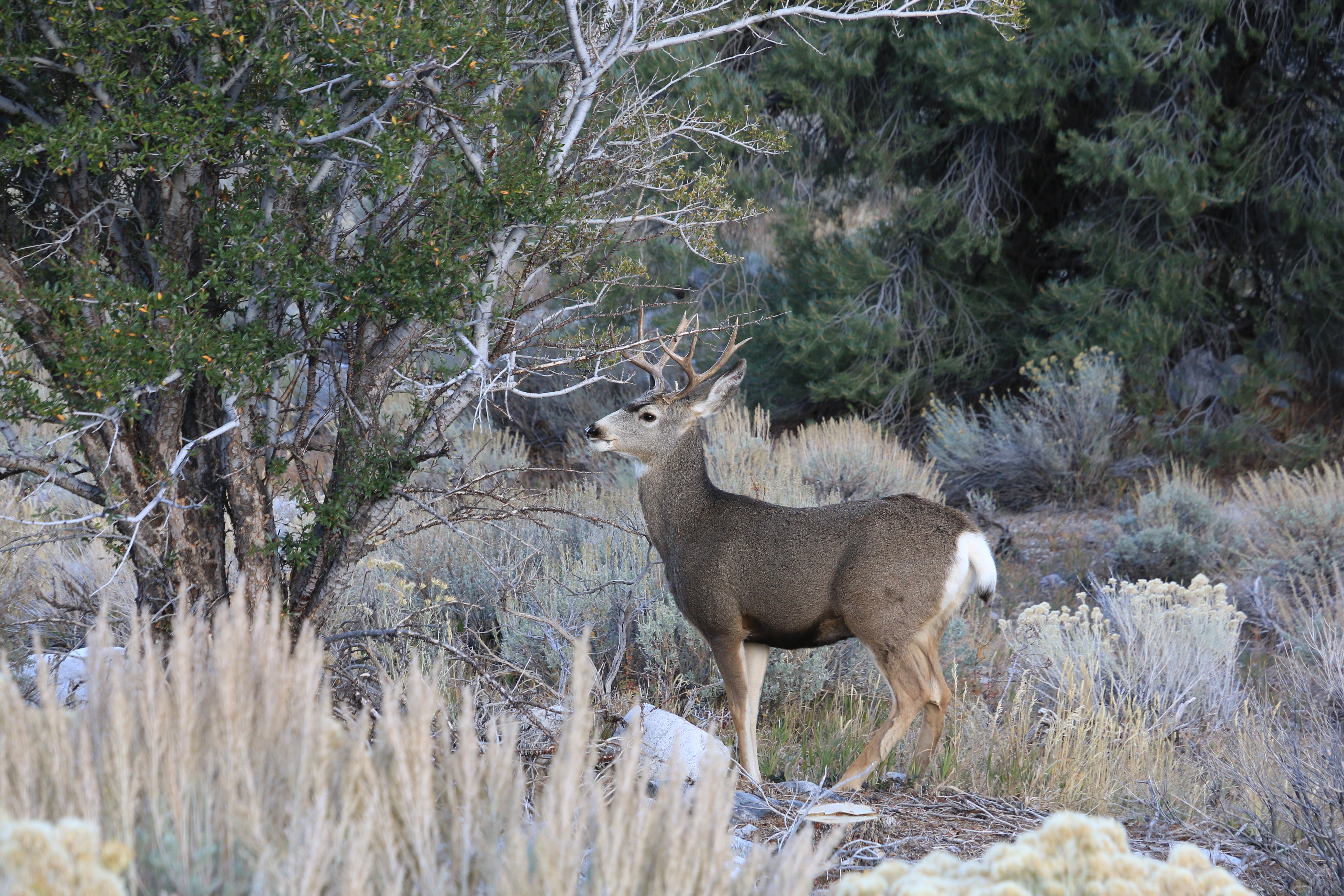 Great Basin NP